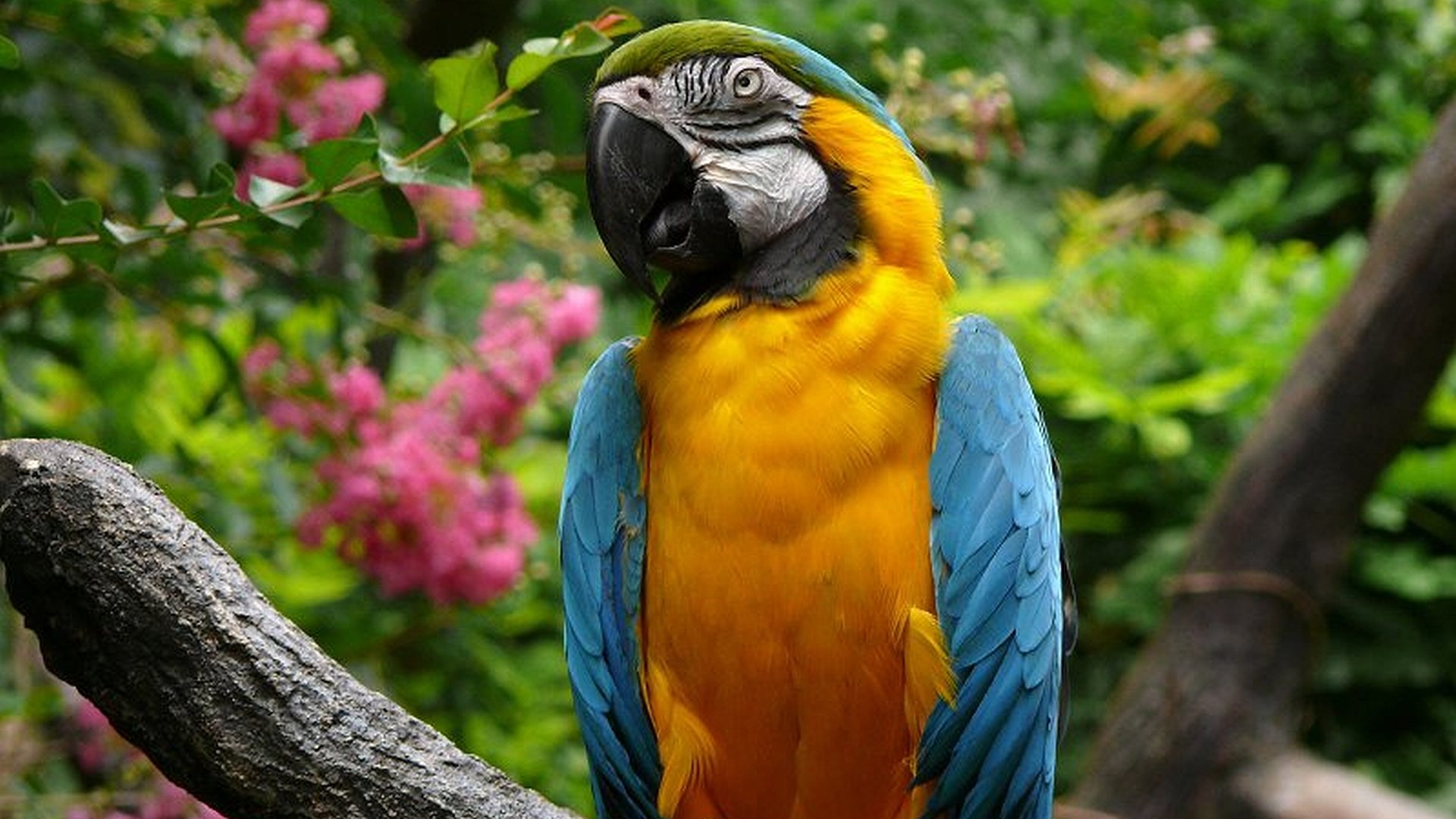 High resolution Macaw hd 1920x1080 background ID:46470 for desktop