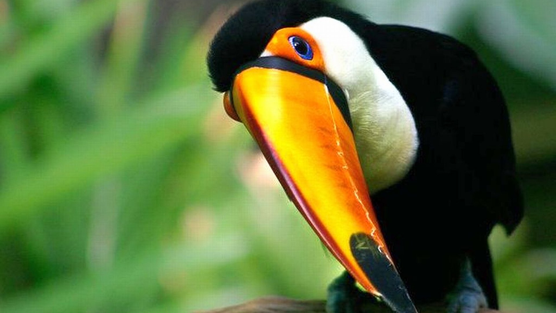 Awesome Toucan free wallpaper ID:57329 for full hd computer