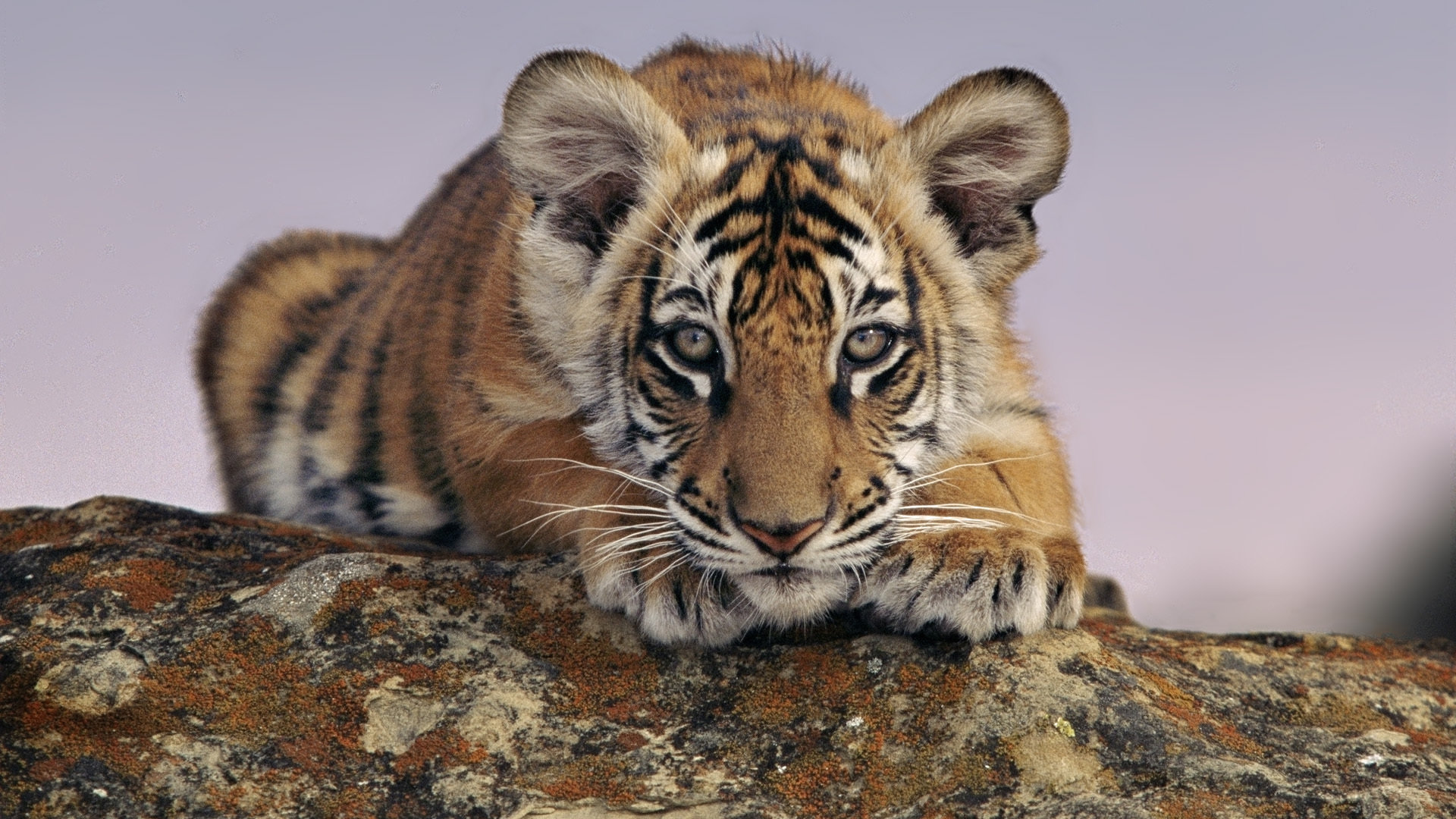 High resolution Tiger full hd 1080p wallpaper ID:116177 for PC