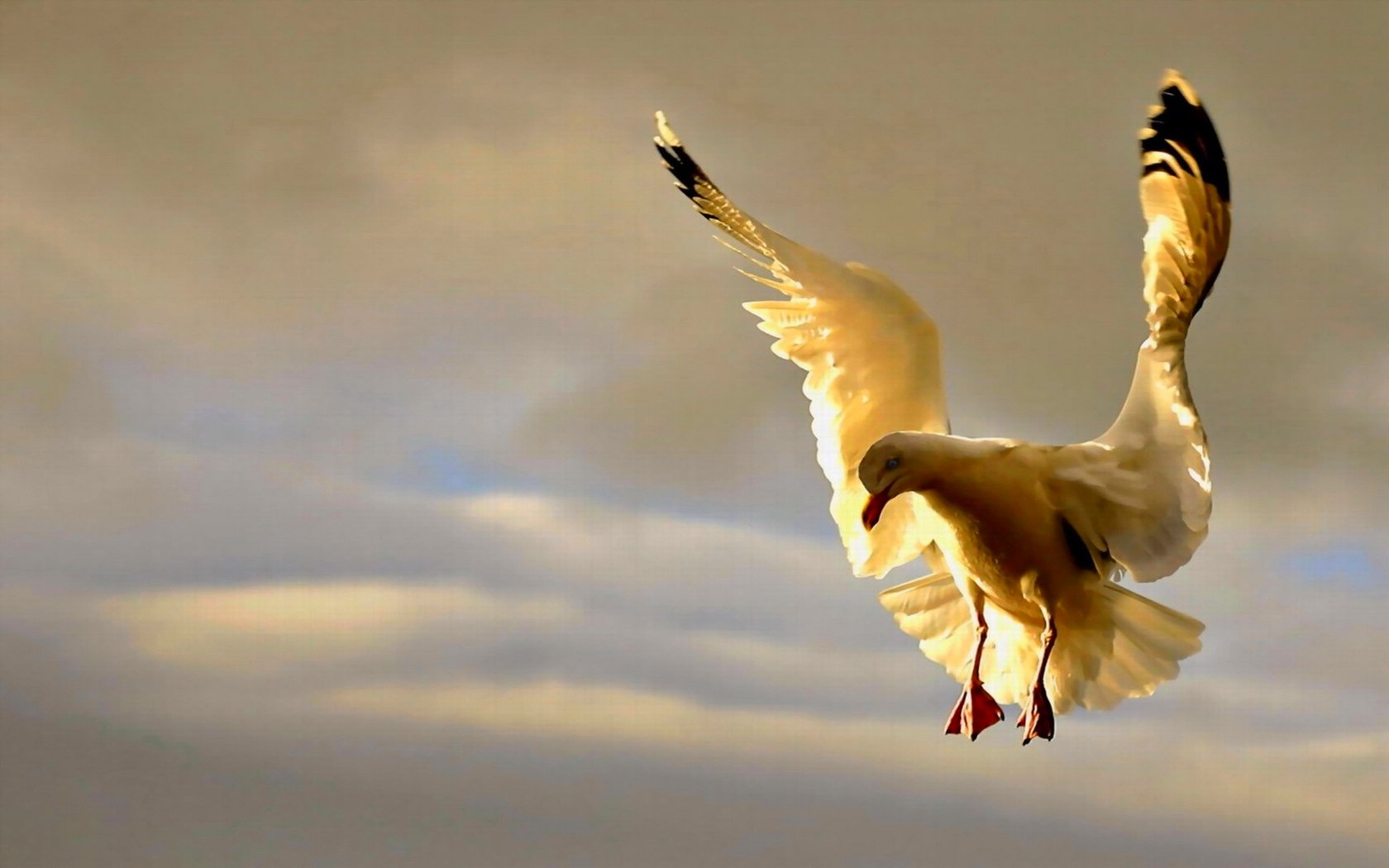 High resolution Seagull hd 1680x1050 background ID:66997 for desktop