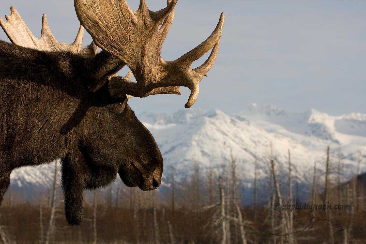 Best Moose wallpaper ID:346759 for High Resolution hd 1440x960 PC