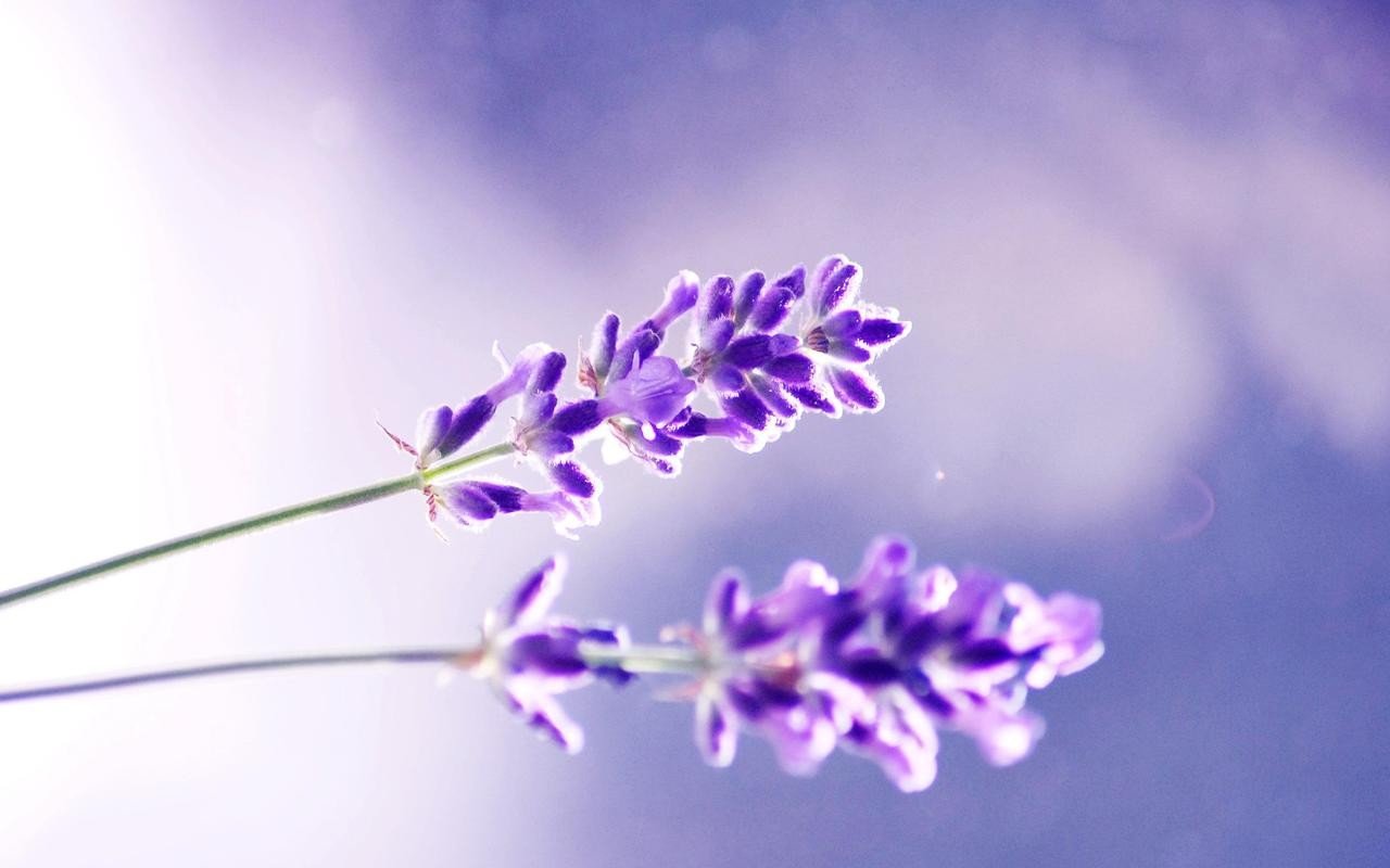Best Lavender background ID:67481 for High Resolution hd 1280x800 computer