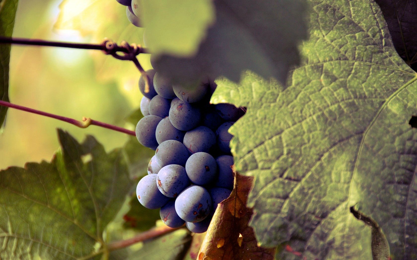 Awesome Grapes free background ID:420761 for hd 1680x1050 desktop