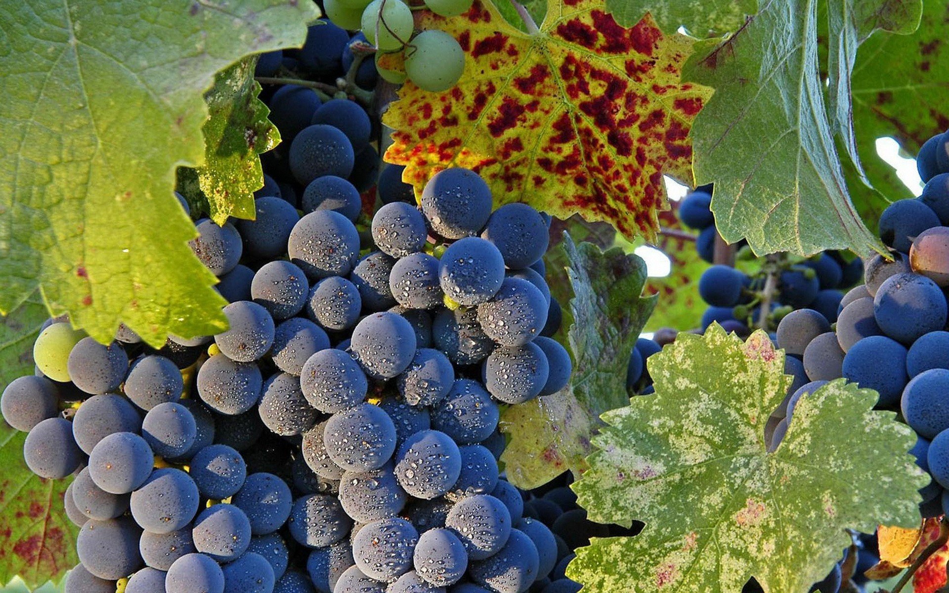 High resolution Grapes hd 1920x1200 background ID:420759 for PC