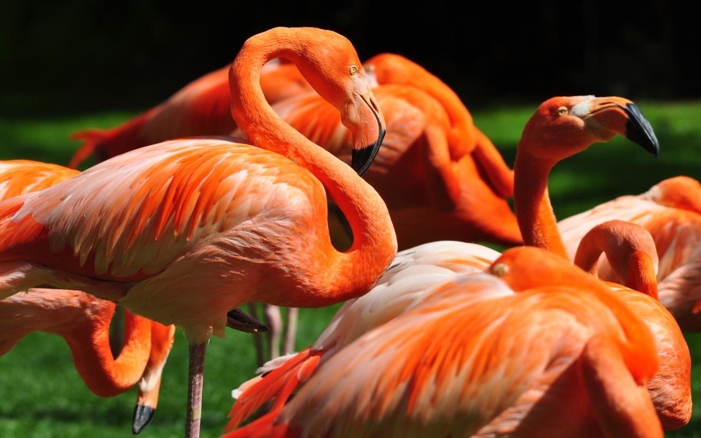 Awesome Flamingo free background ID:66657 for hd 1440x900 computer