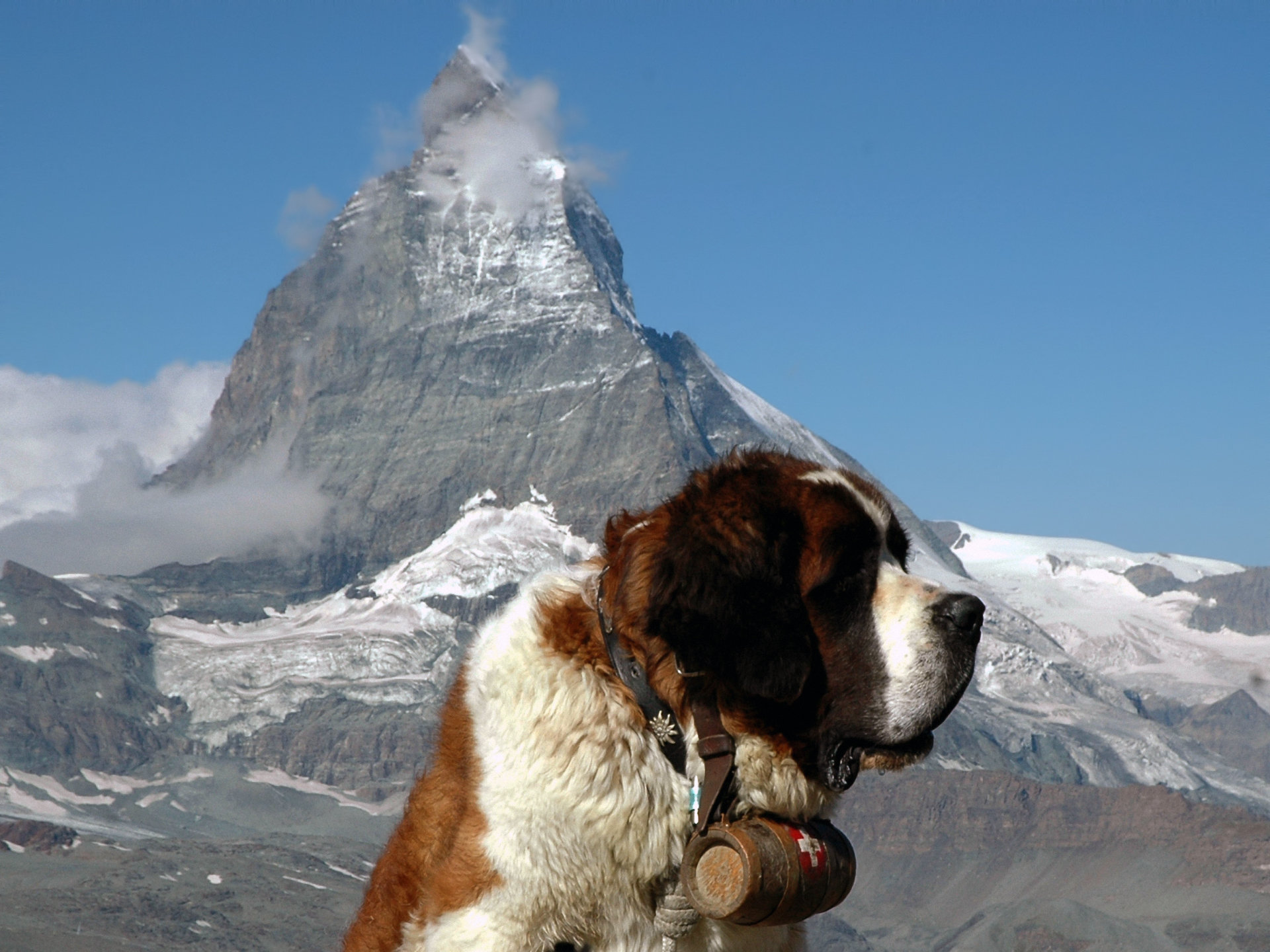 Free St. Bernard high quality background ID:198480 for hd 1920x1440 computer
