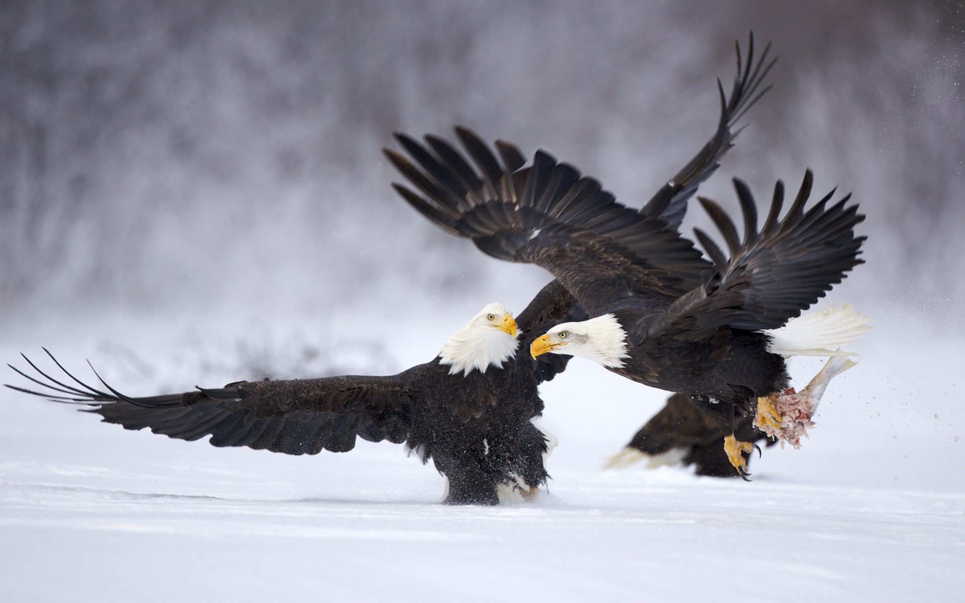 Awesome Eagle free wallpaper ID:231312 for hd 1920x1200 desktop