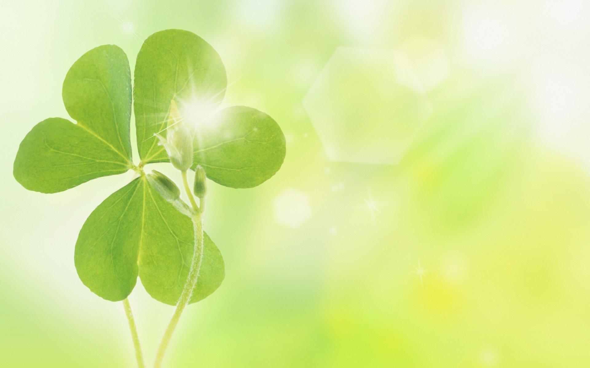 Free Clover & shamrock high quality wallpaper ID:65846 for hd 1920x1200 computer