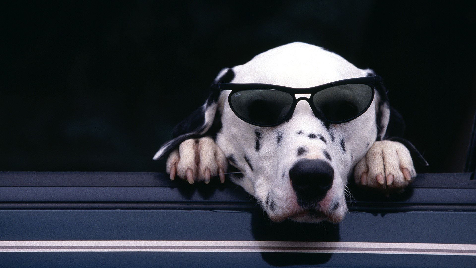 Free Dalmatian high quality background ID:433520 for full hd 1080p computer