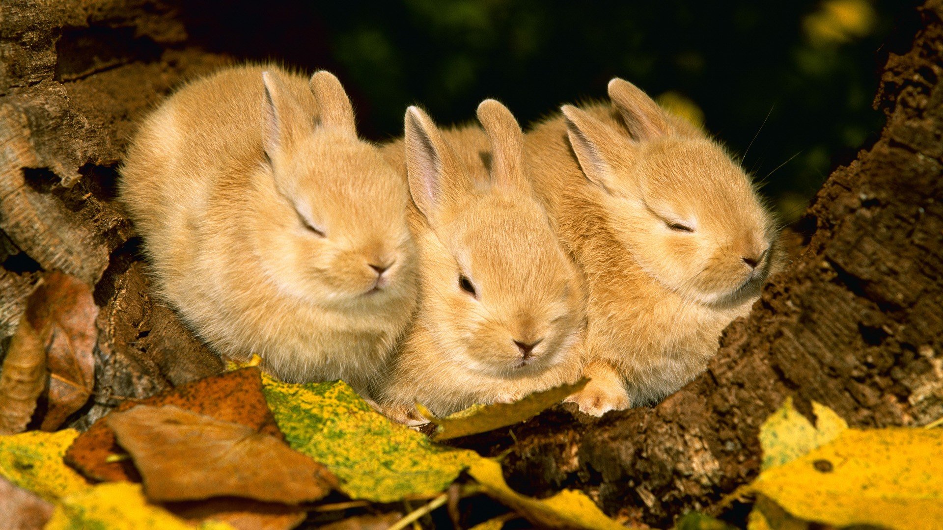 Best Rabbit & Bunny background ID:249083 for High Resolution full hd 1080p PC