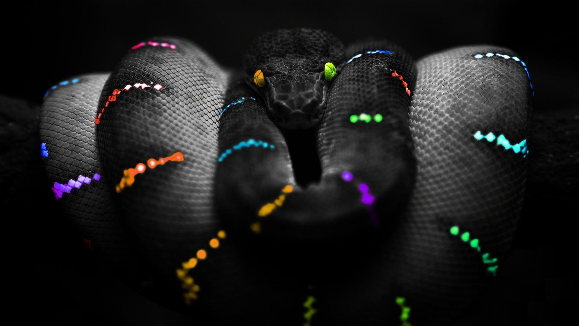 Free download Snake wallpaper ID:137210 full hd 1080p for computer