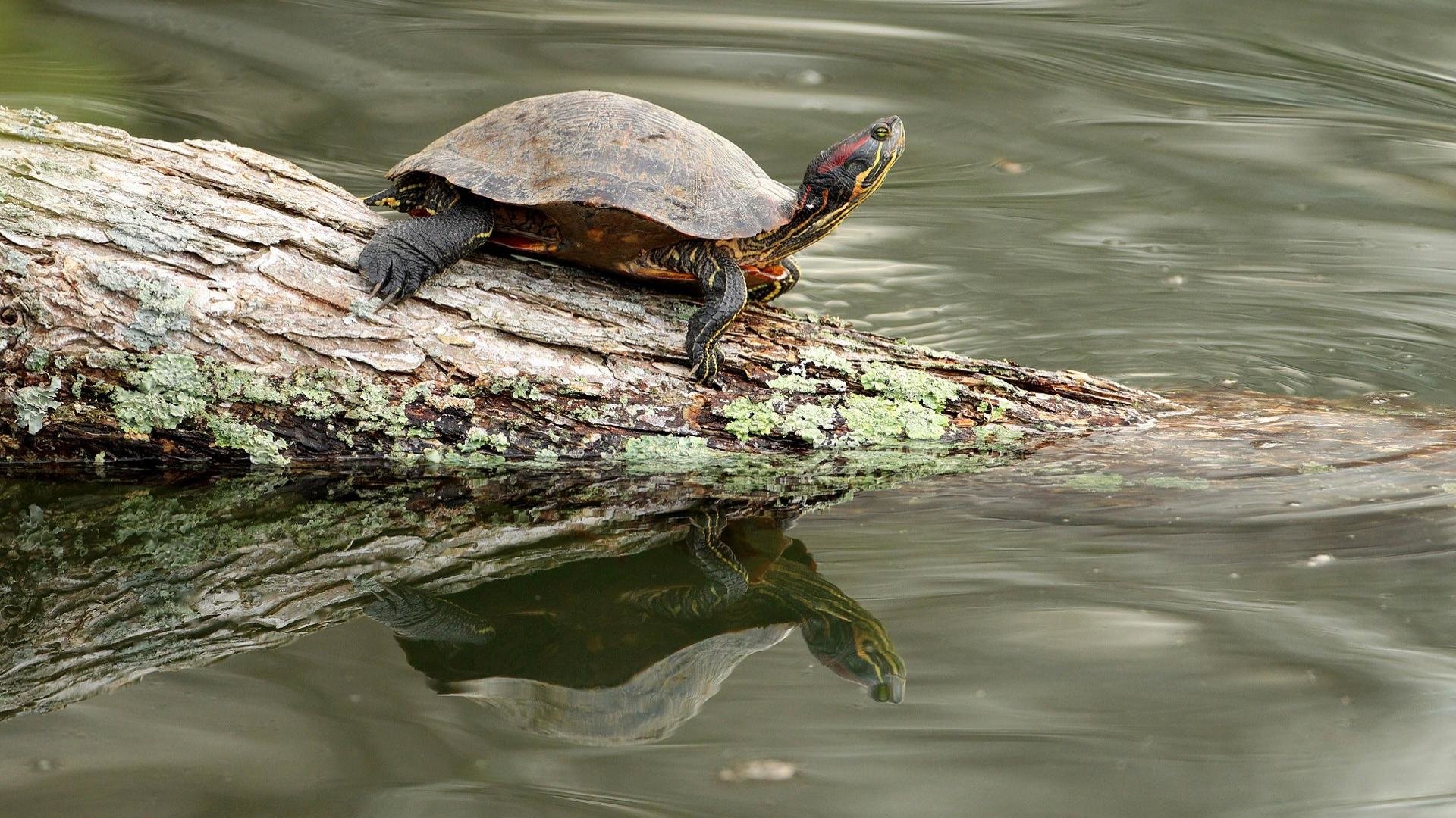 High resolution Turtle 1080p background ID:29960 for desktop