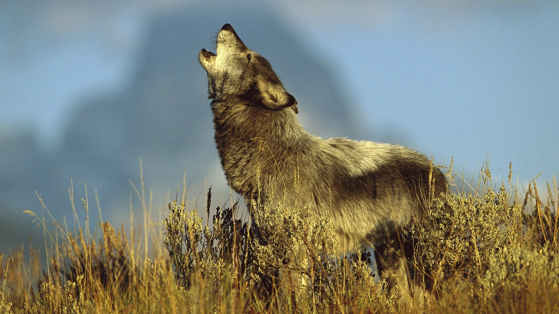 Download full hd 1920x1080 Wolf PC background ID:118322 for free