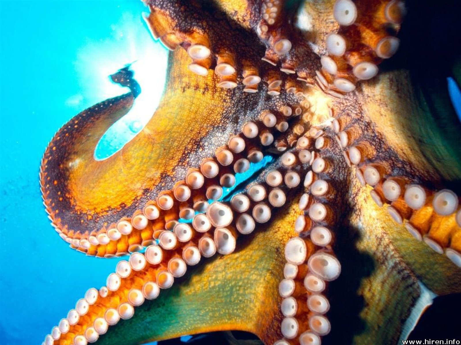 Download hd 1600x1200 Octopus computer background ID:350545 for free