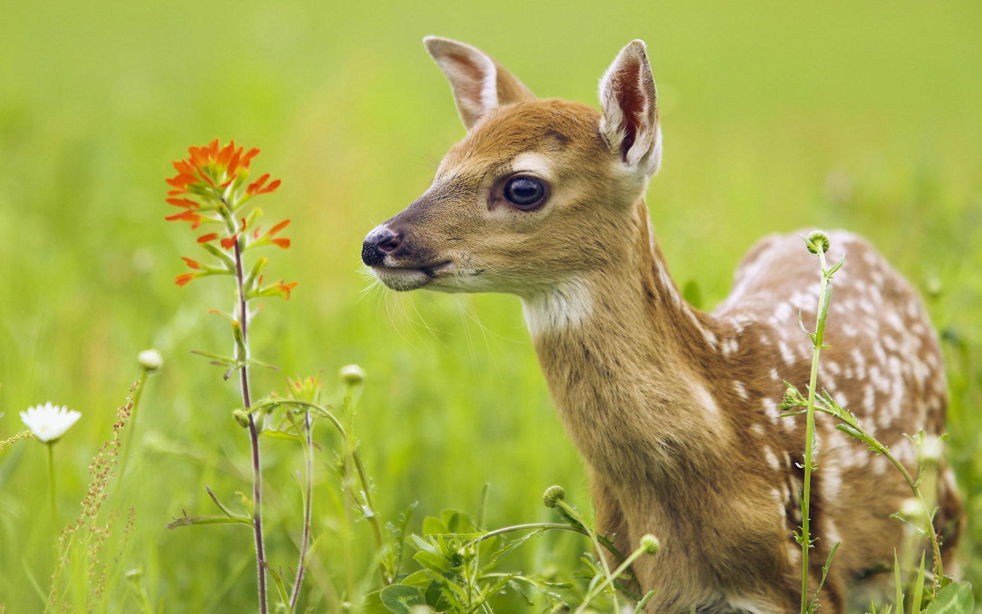 Free Deer high quality background ID:238611 for hd 1920x1200 PC