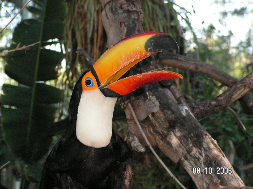 Best Toucan background ID:57322 for High Resolution hd 1024x768 computer