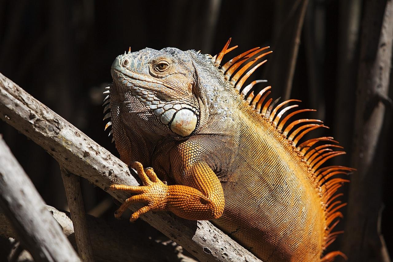 High resolution Iguana hd 1280x854 background ID:380947 for computer
