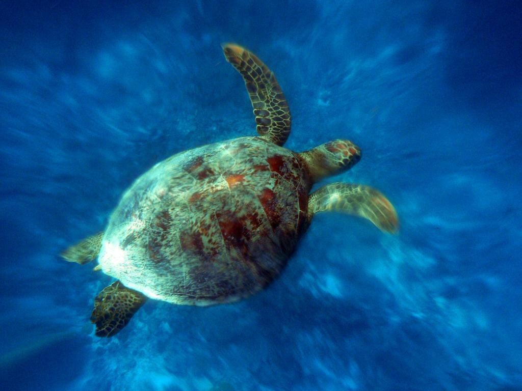 Free download Turtle background ID:29870 hd 1024x768 for desktop