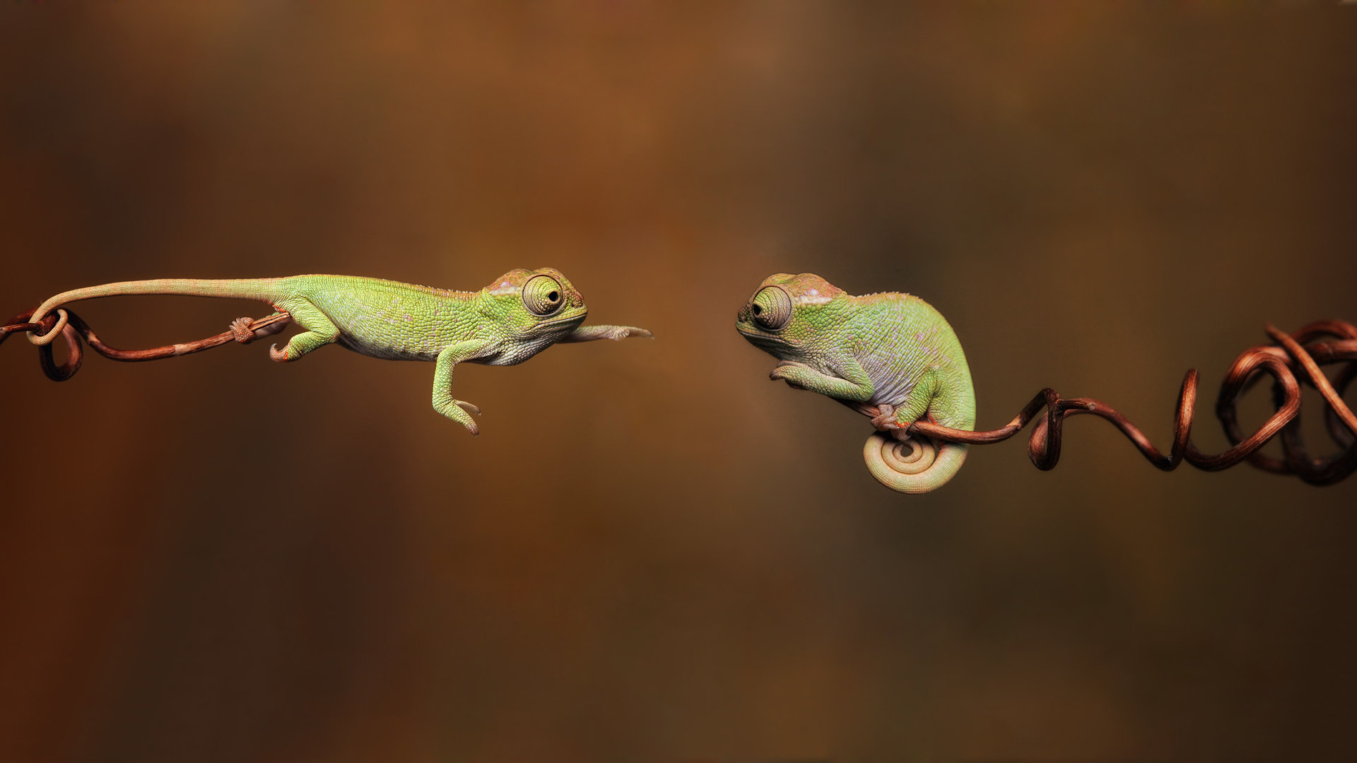 Awesome Chameleon free background ID:462547 for full hd 1080p PC
