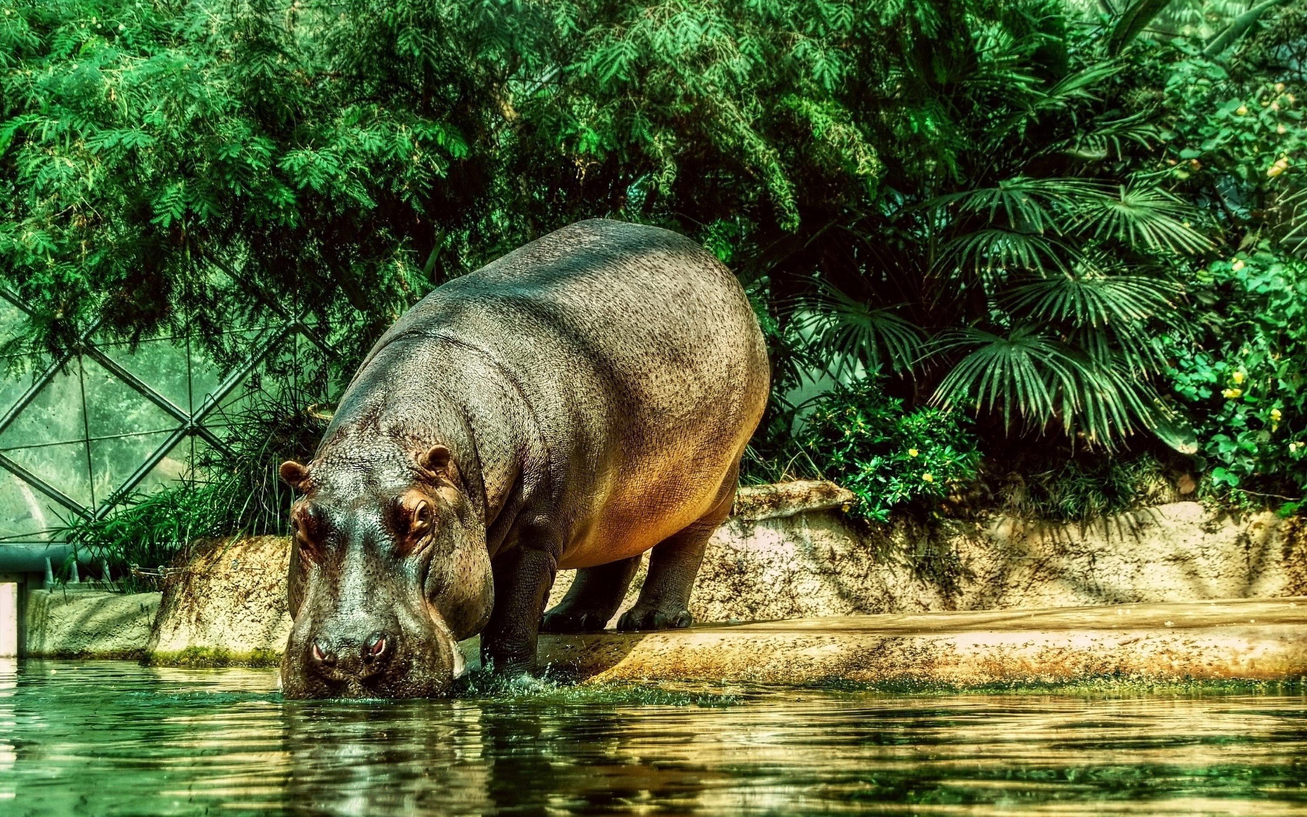 Free Hippo high quality background ID:28783 for hd 2560x1600 desktop