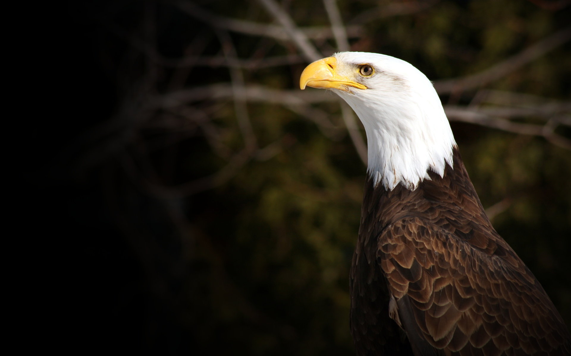 Download hd 1920x1200 American Bald Eagle computer background ID:68740 for free