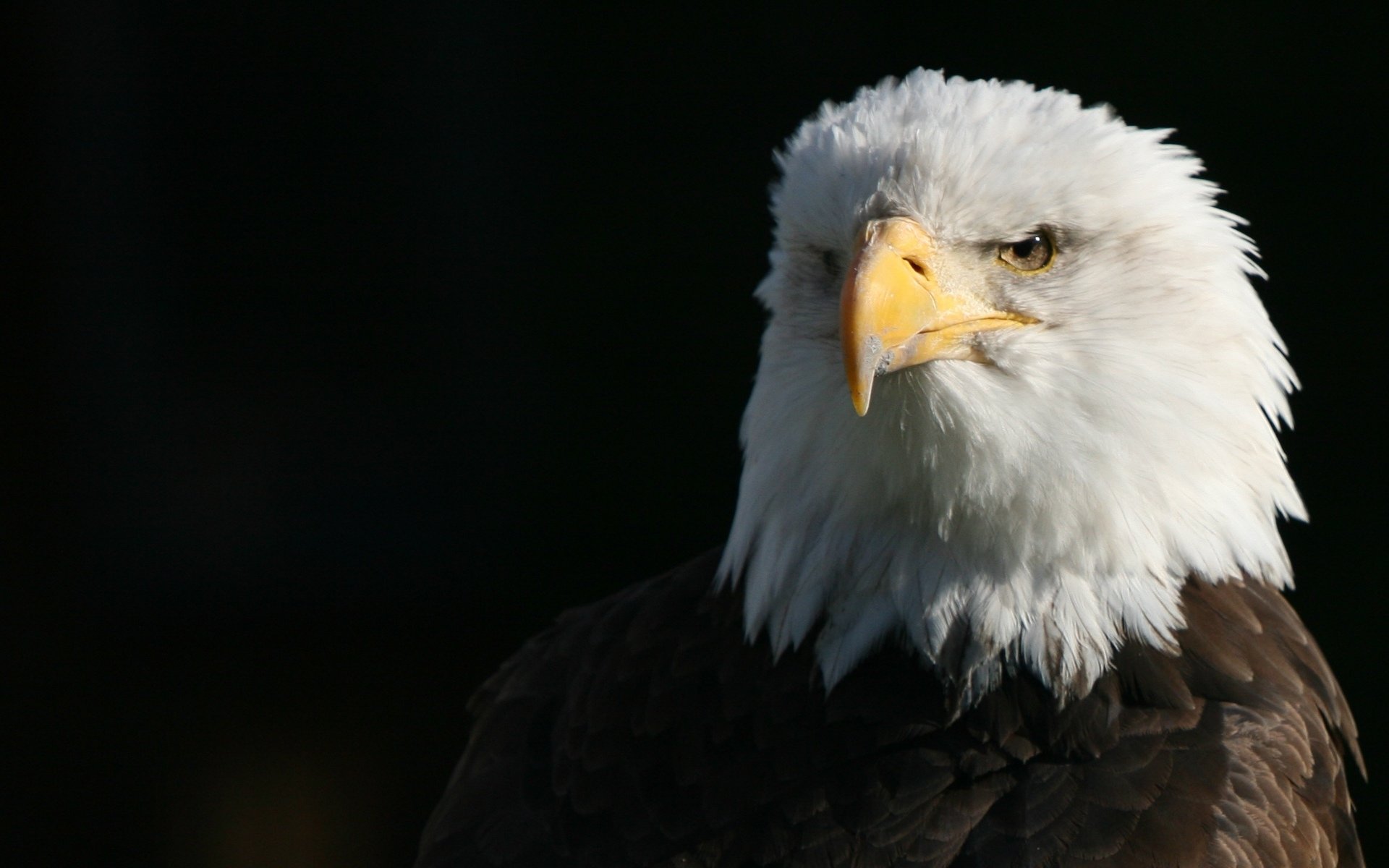 Awesome American Bald Eagle free wallpaper ID:68794 for hd 1920x1200 desktop