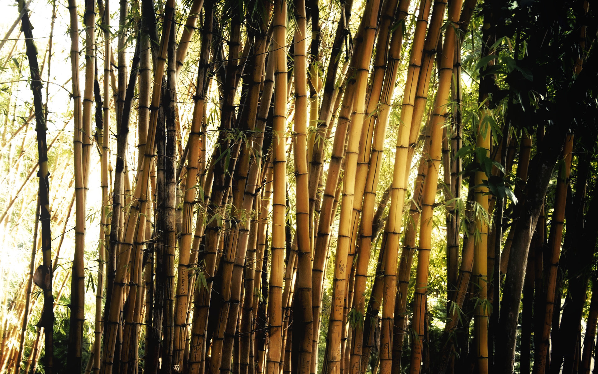 Best Bamboo background ID:246837 for High Resolution hd 1920x1200 desktop