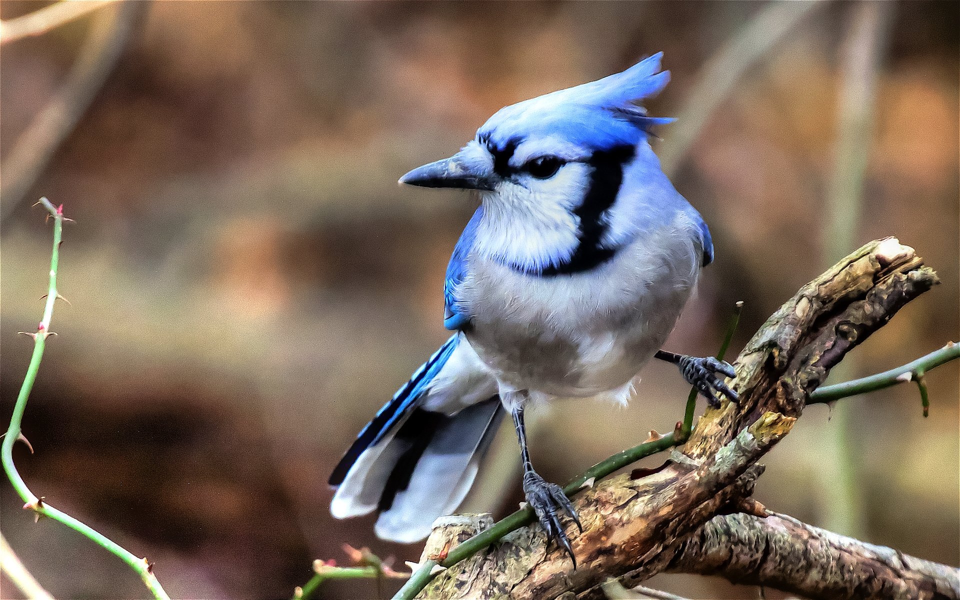 Free download Blue Jay background ID:158397 hd 1920x1200 for desktop