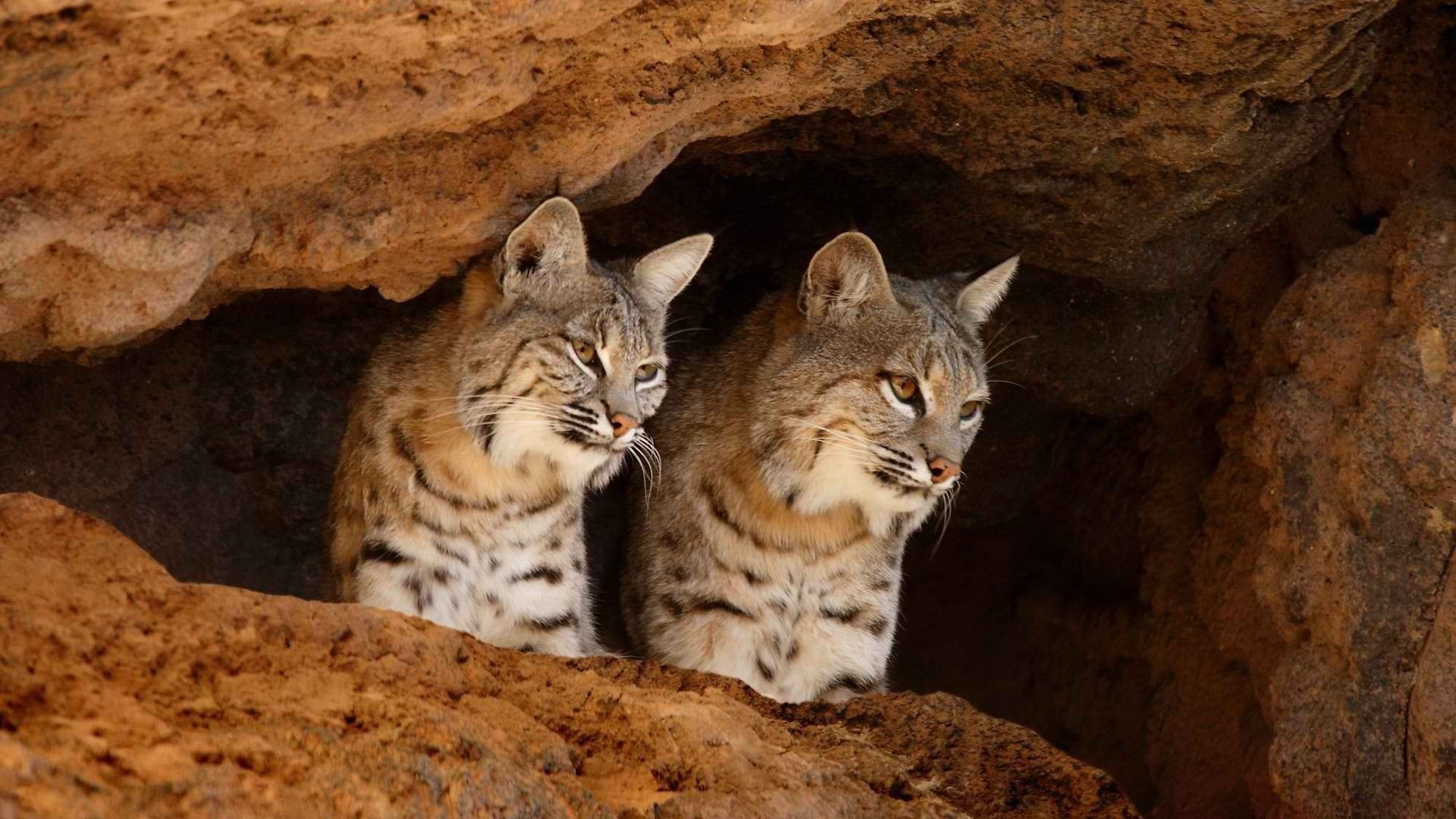 Awesome Bobcat free background ID:191653 for full hd 1920x1080 PC
