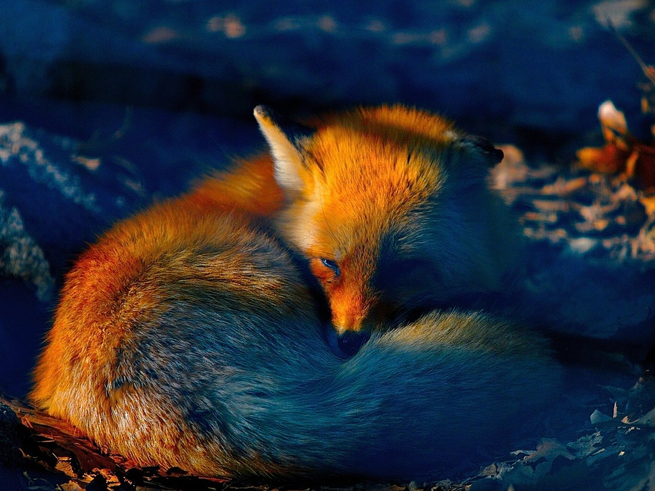 Awesome Fox free background ID:58713 for hd 1280x960 PC
