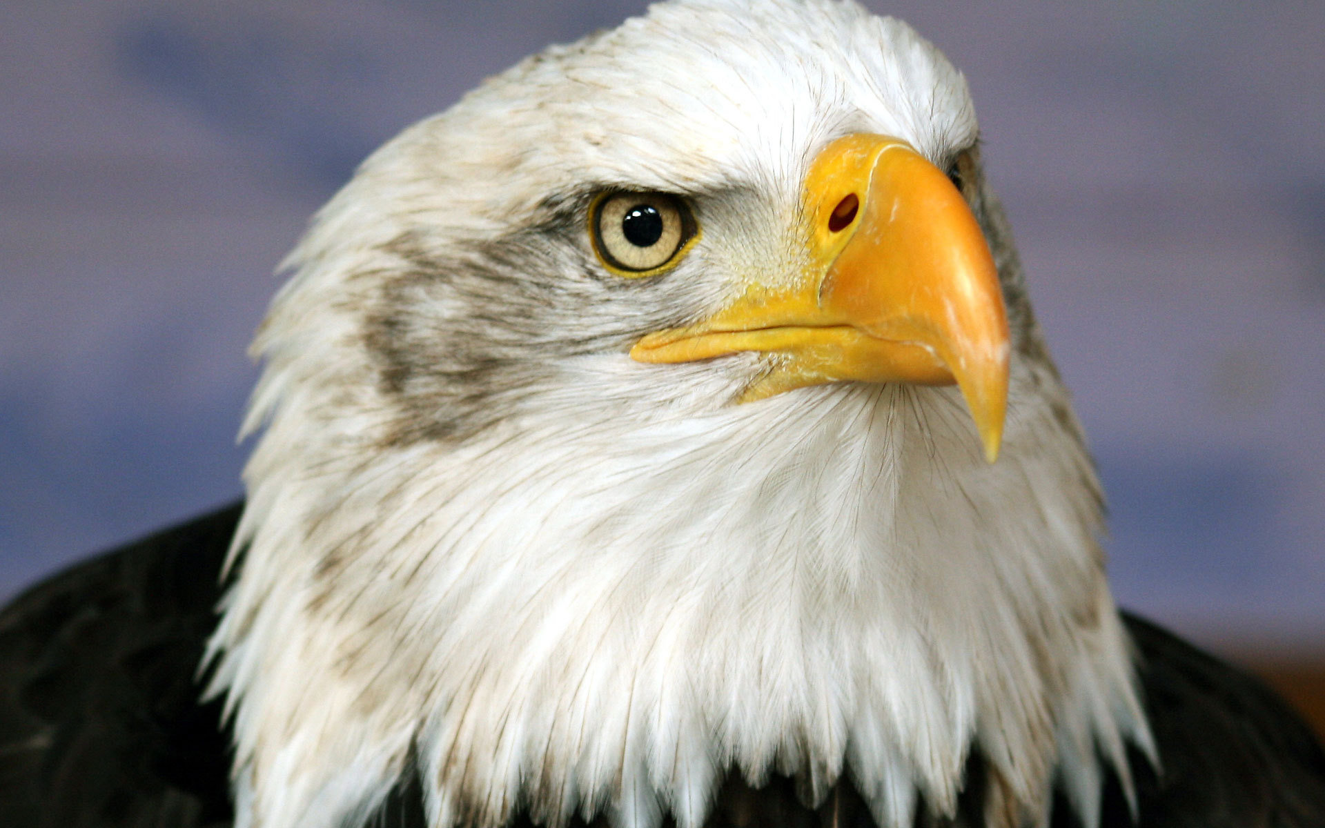 Awesome American Bald Eagle free wallpaper ID:68793 for hd 1920x1200 computer