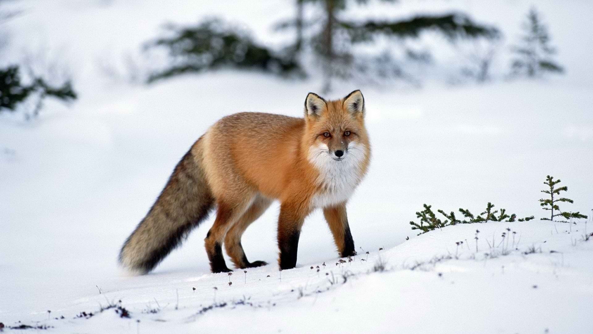 Awesome Fox free wallpaper ID:58894 for full hd PC