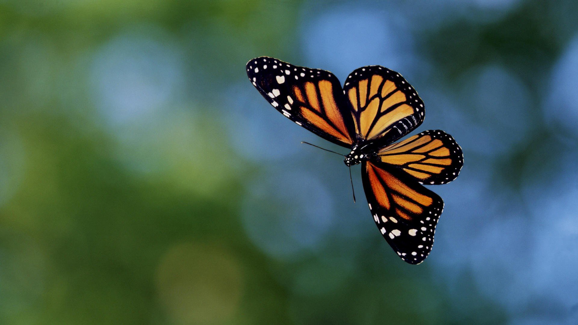 Awesome Butterfly free wallpaper ID:168100 for full hd desktop