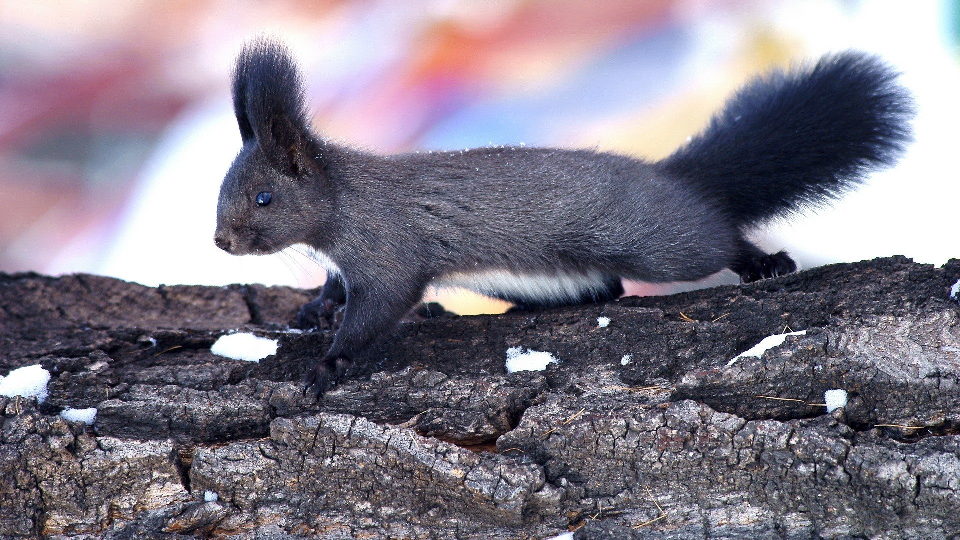 Best Squirrel background ID:311964 for High Resolution 1080p desktop