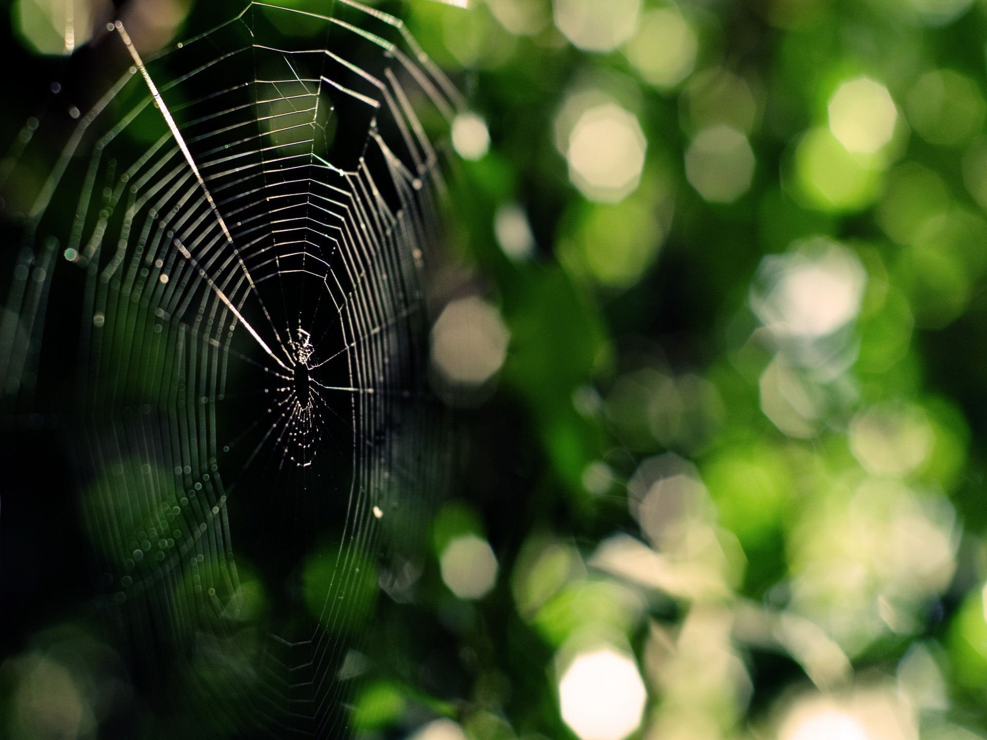 Awesome Spider Web free wallpaper ID:184771 for hd 1920x1440 desktop