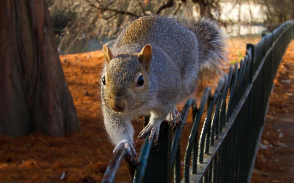 Free download Squirrel background ID:311791 hd 1152x720 for PC