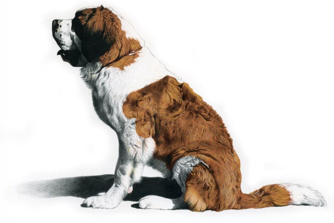 Awesome St. Bernard free background ID:198487 for hd 1280x854 PC