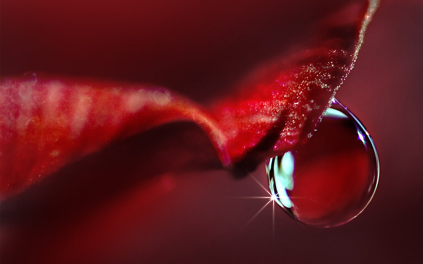 Free Water Drop high quality background ID:430436 for hd 1680x1050 desktop