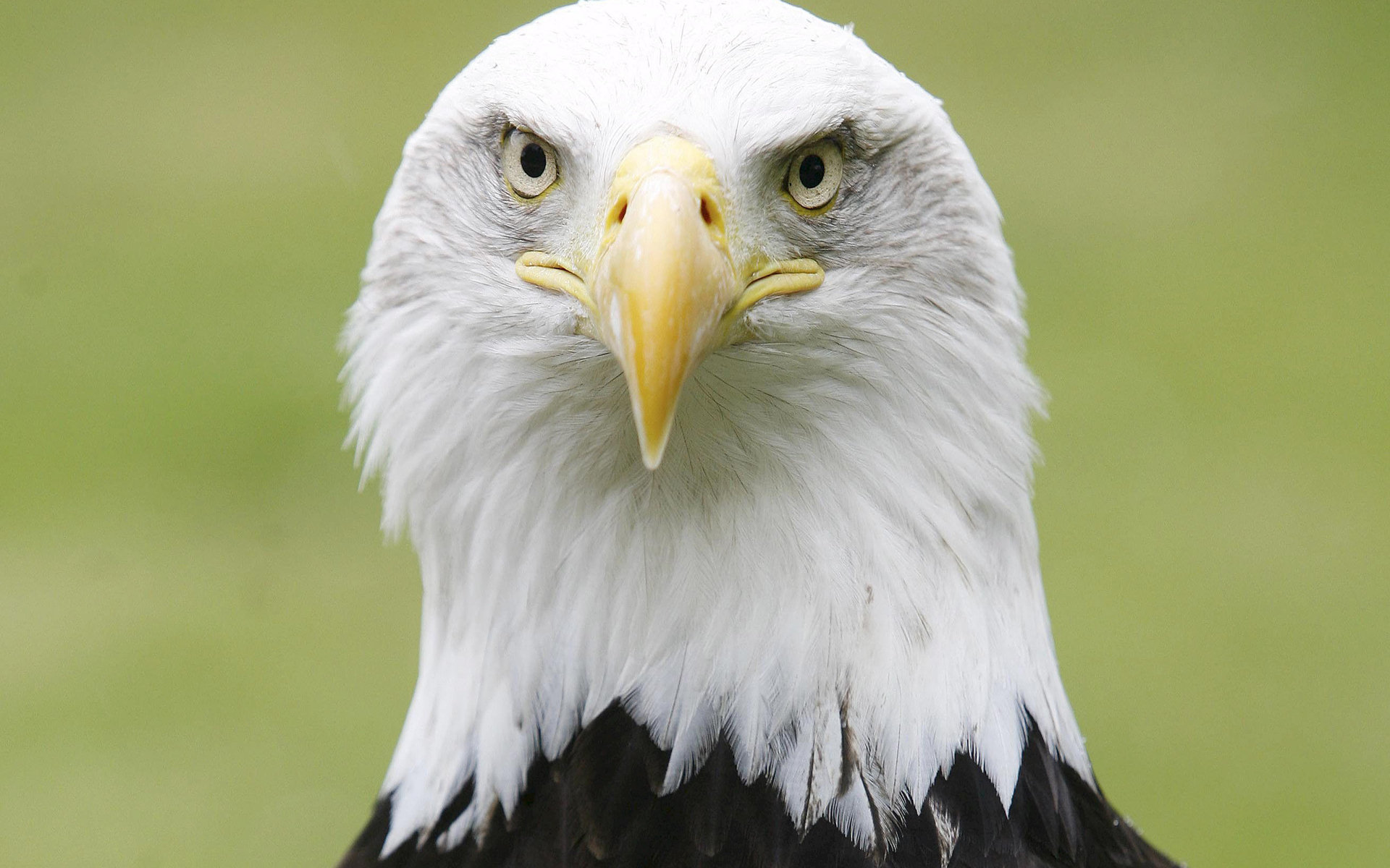Free American Bald Eagle high quality background ID:68704 for hd 1920x1200 PC