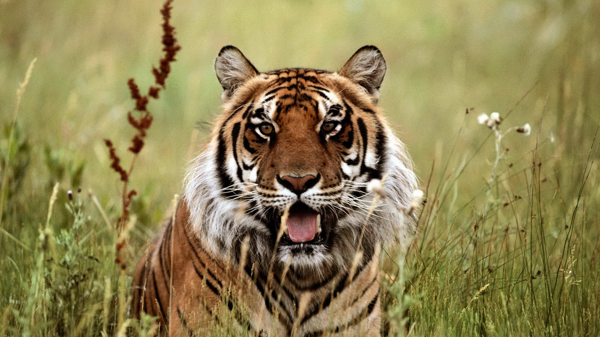 Awesome Tiger free wallpaper ID:116400 for full hd 1920x1080 computer