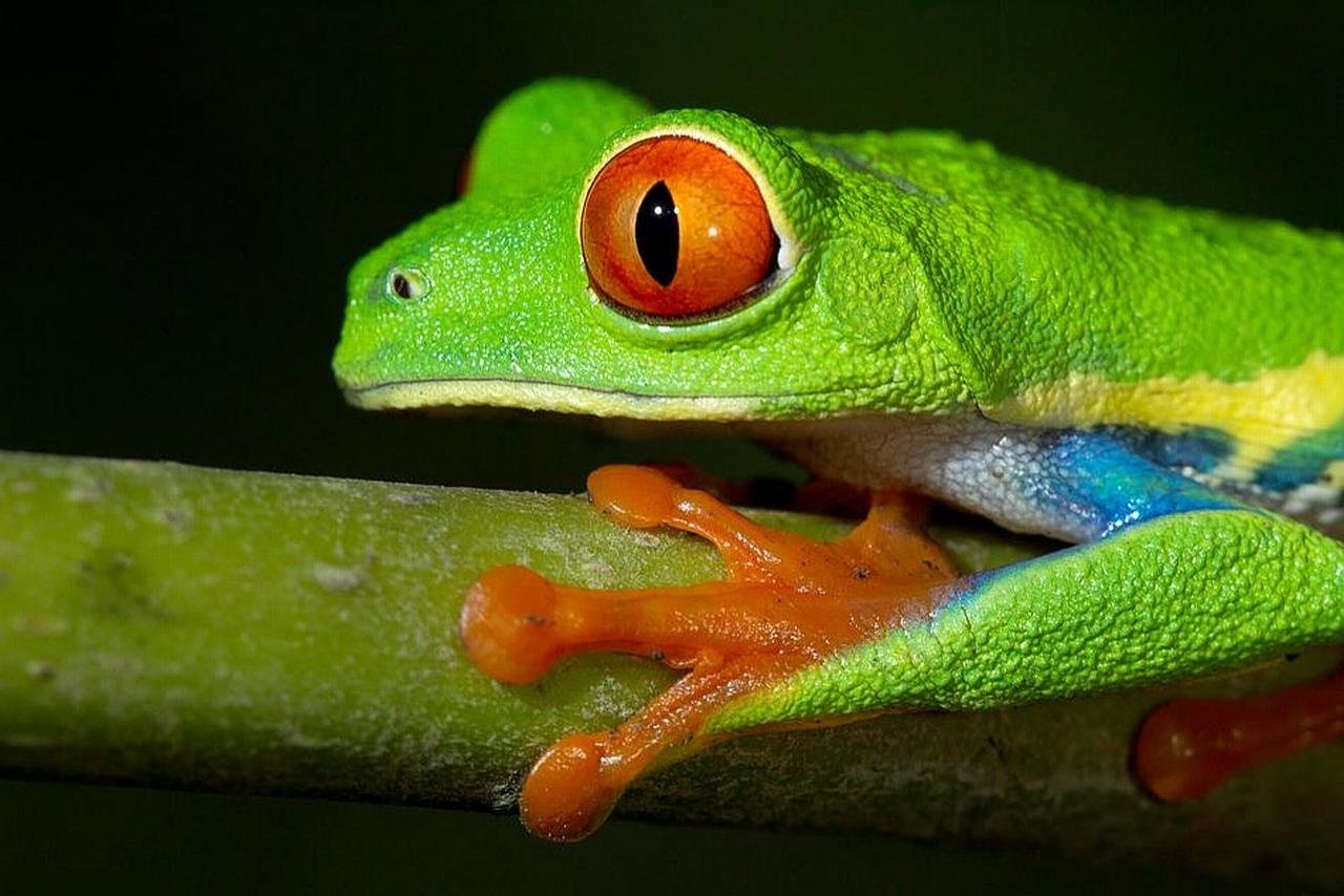 High resolution Frog hd 1280x854 background ID:328823 for desktop