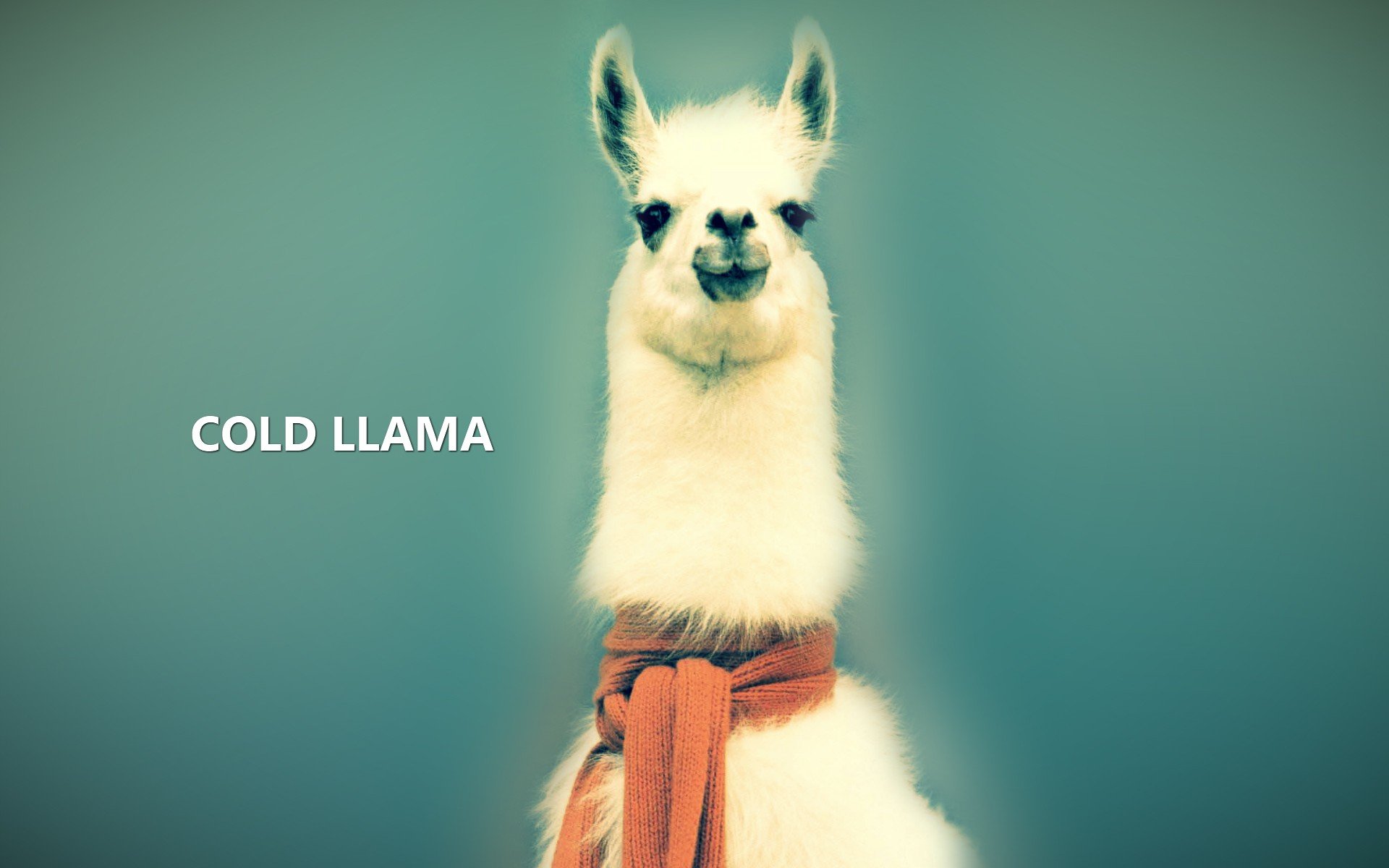 Download hd 1920x1200 Llama desktop wallpaper ID:165673 for free