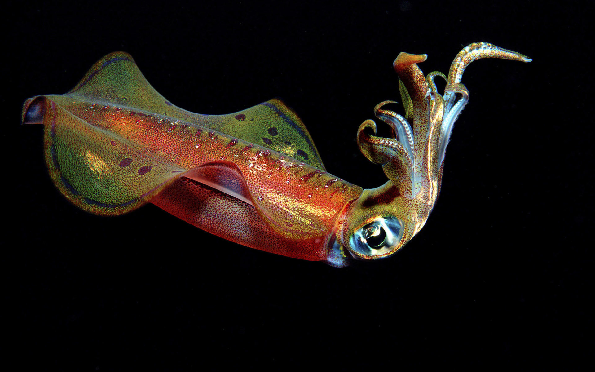 Free download Squid wallpaper ID:458205 hd 1920x1200 for computer