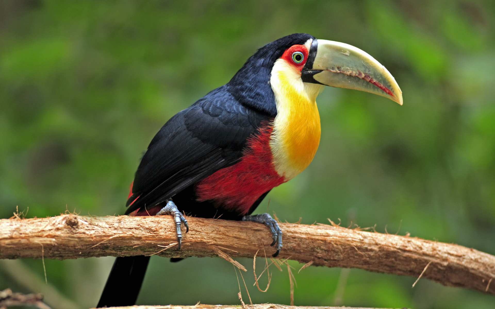 Awesome Toucan free wallpaper ID:57262 for hd 1920x1200 desktop