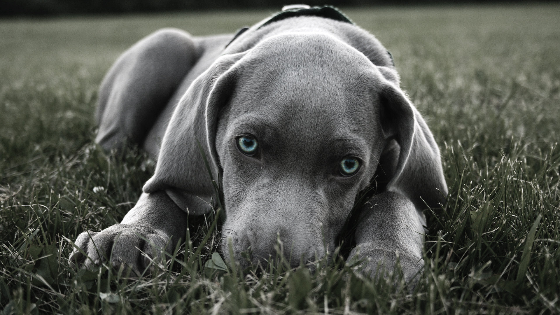 Free Weimaraner high quality background ID:9642 for full hd PC