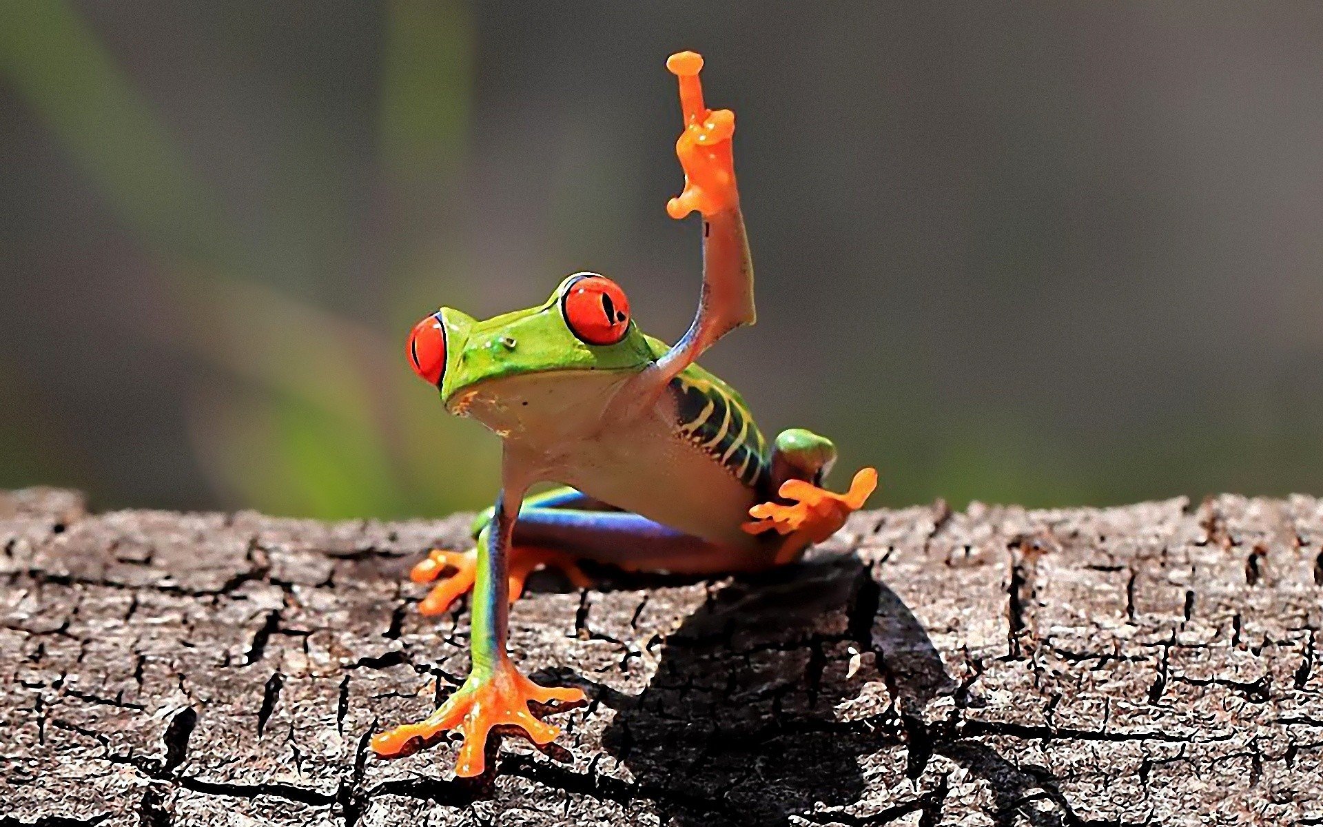 Free Frog high quality background ID:328701 for hd 1920x1200 PC