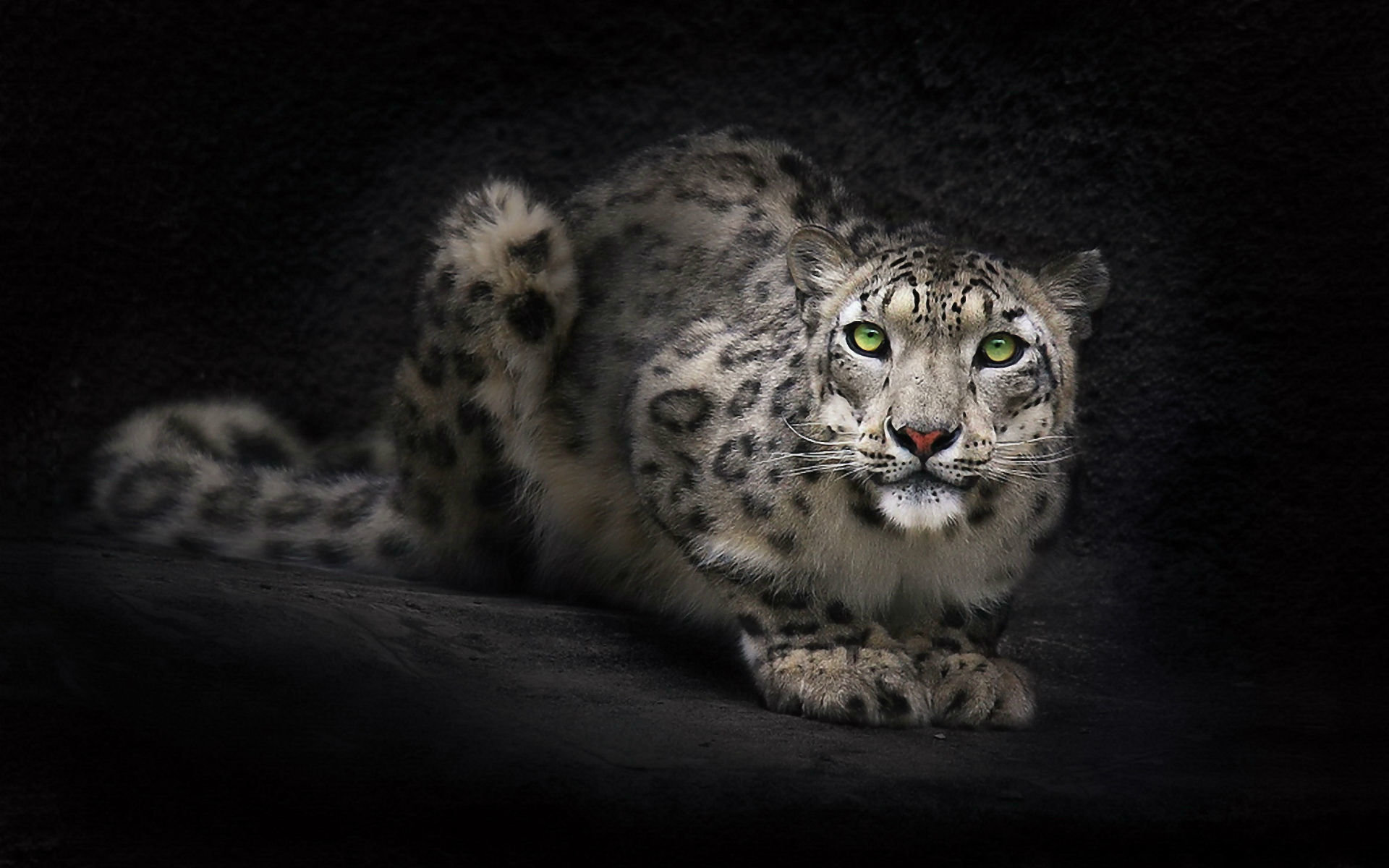 Download hd 1920x1200 Snow Leopard PC background ID:34381 for free
