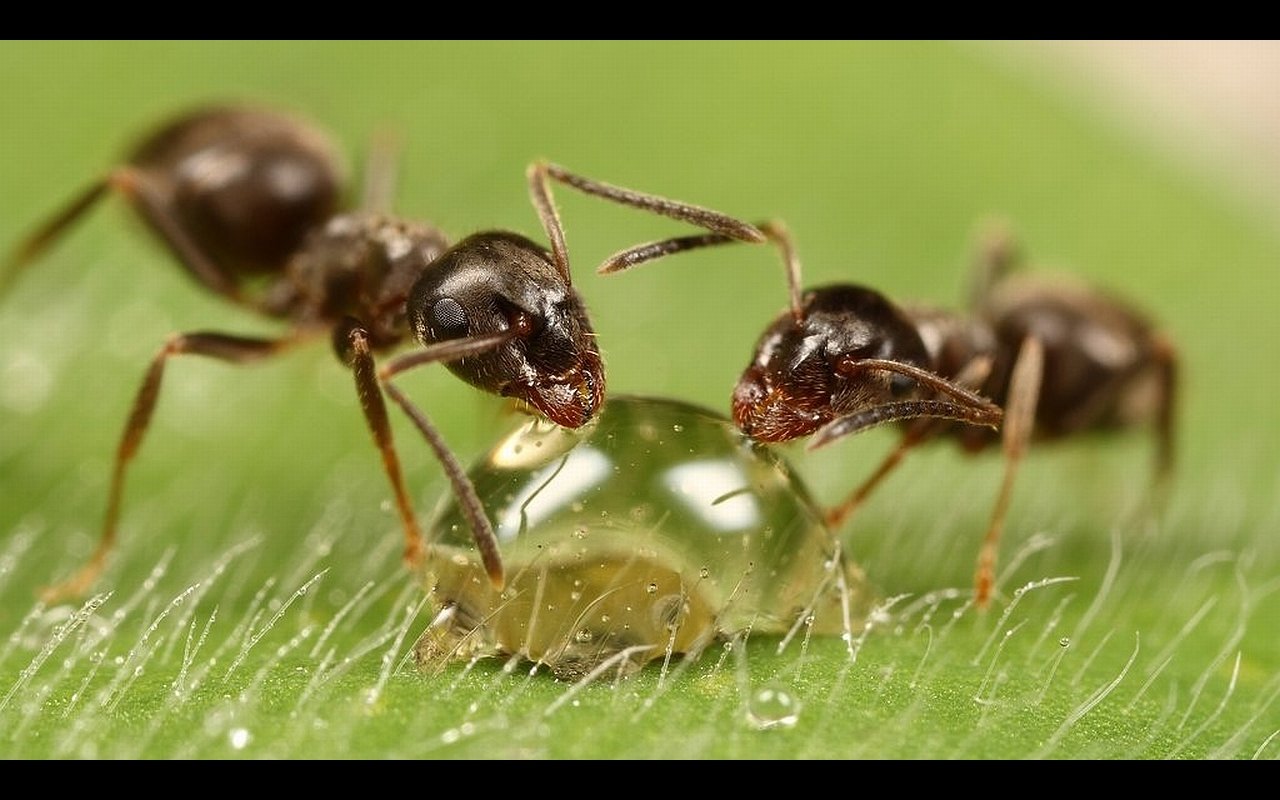 Awesome Ant free background ID:401248 for hd 1280x800 PC