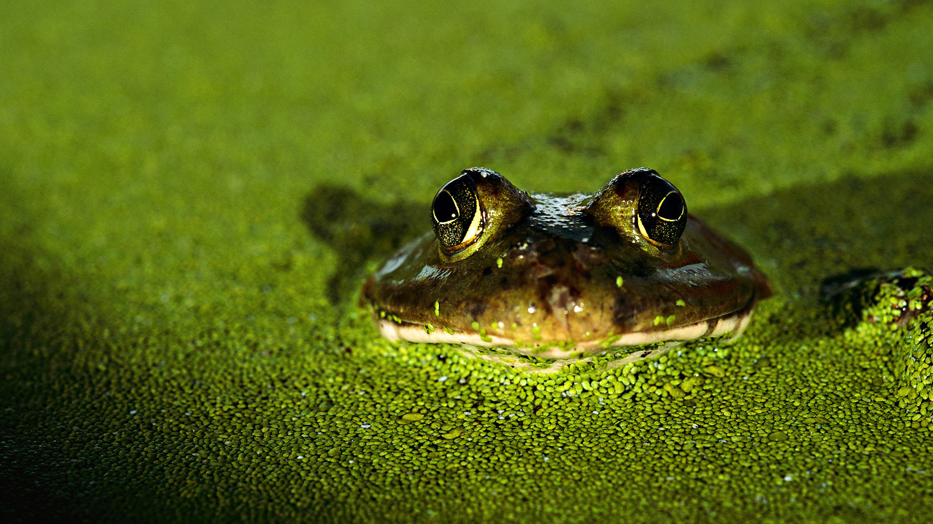 Awesome Frog free wallpaper ID:328765 for full hd 1920x1080 computer