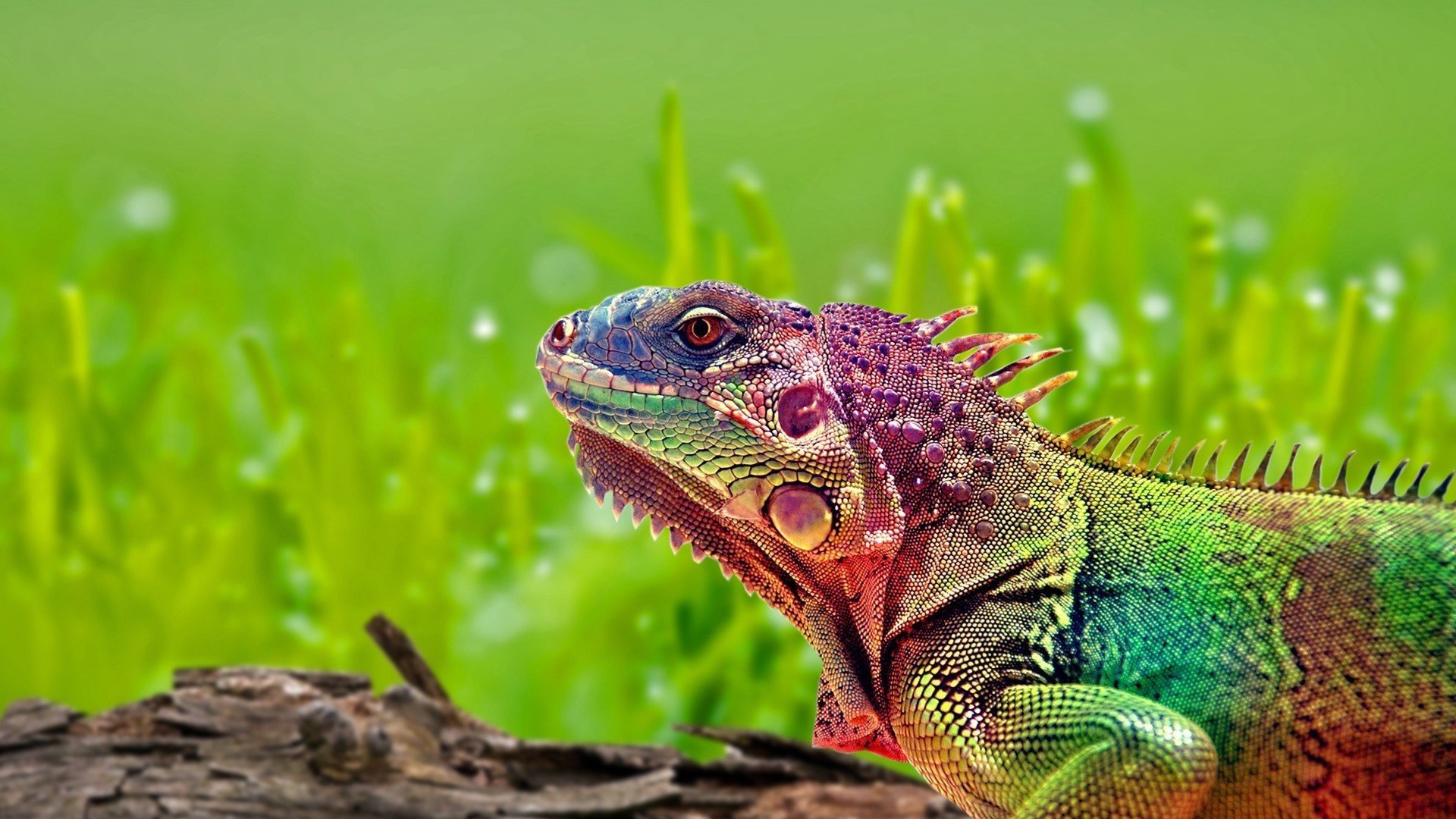 Awesome Iguana free background ID:380895 for full hd 1920x1080 PC